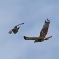 Juvinile Red-tailed Hawk Mobbed by Red-houldered Hawk