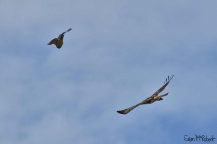 Juvinile Red-tailed Hawk Mobbed by Red-houldered Hawk