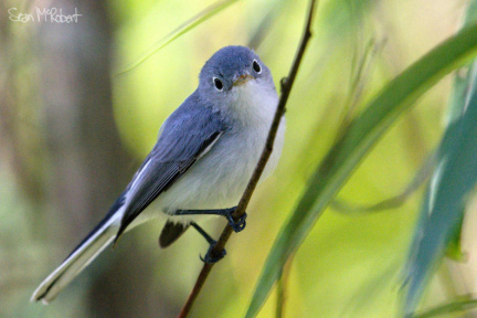 Blue-grey Gnatcatcher